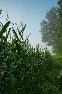 Corn field, Hebron, CT