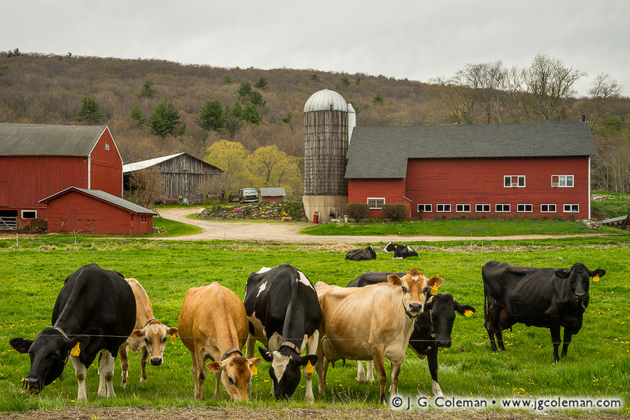Cattle & Barns at Perry Farm, Spring 2016 – J. G. Coleman Photography