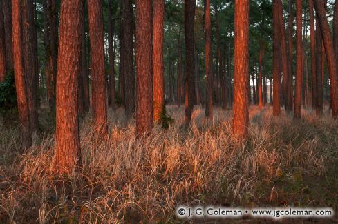 Meaher State Park, Spanish Fort, Alabama