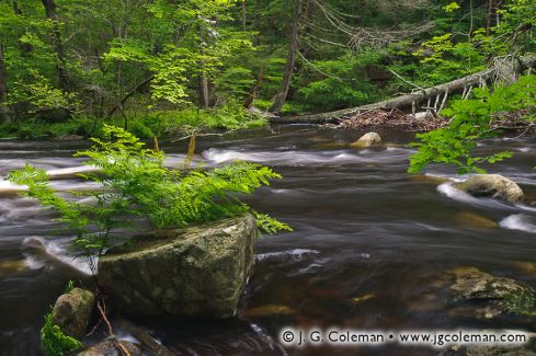 Hammonasset River, Bailey Preserve, Madison, Connecticut