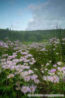 Bent of the River Audubon Sanctuary, Southbury, Connecticut