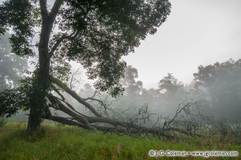 Bent of the River Audubon Sanctuary, Southbury, Connecticut