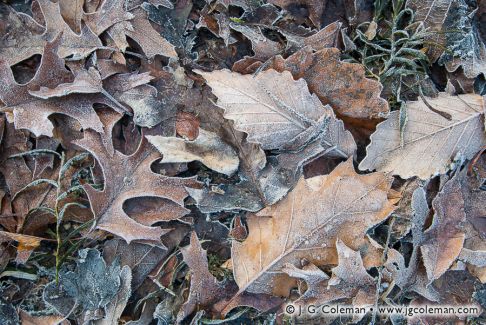 Black Pond State Wildlife Management Area, Middlefield, Connecticut