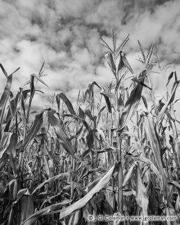 Corn field, Northern Connecticut