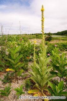 Bluff Point State Park, Groton, Connecticut