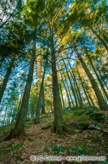 Cathedral Pines Preserve, Cornwall, Connecticut