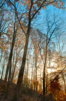 Forrest at dawn, Glastonbury, CT