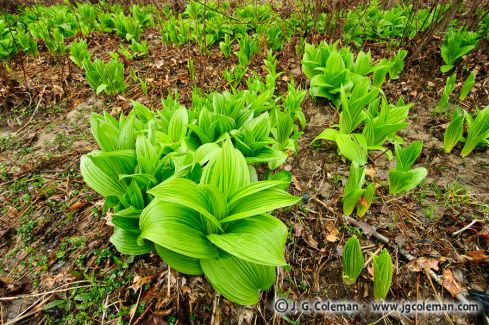 Wetlands with False Hellebore, Creaser Park, Coventry, Connecticut