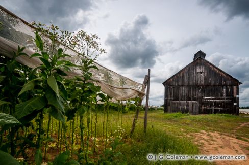 Shade Tobacco Farm, Connecticut River Valley