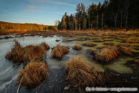 Hoyt Hayes Swamp, Enders State Forest, Barkhamsted, Connecticut