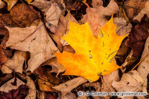Finch Brook Preserve, Wolcott, Connecticut