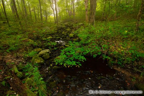 Finch Brook at Finch Brook Preserve, Wolcott, Connecticut
