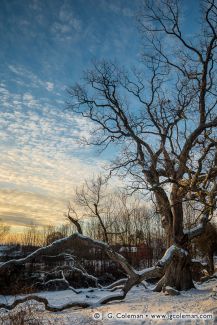 Granby Oak (aka Dewey Oak or Day Street Oak), Granby, Connecticut