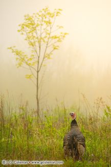Wild turkey in meadow, Harwinton, Connecticut