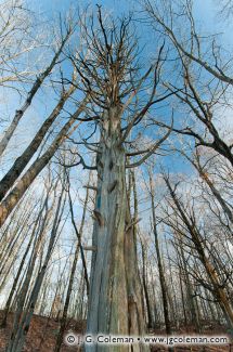 Ironwoods Preserve, Madison, Connecticut