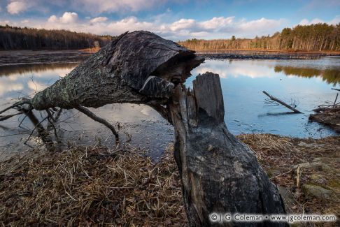 Tree felled by a beaver beside Great Pond, Massacoe State Forest, Simsbury, Connecticut