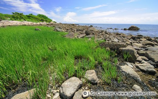 Along the Connecticut Coast