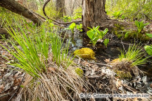 McLean Game Refuge, Simsbury, Connecticut