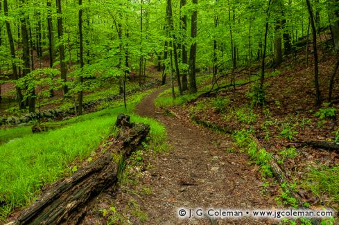 Mianus River Gorge Preserve, Bedford, New York