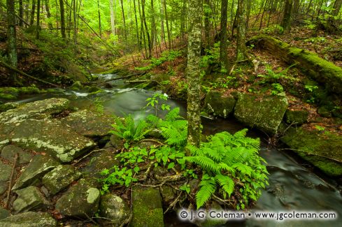 Havemeyer Brook, Mianus River Gorge Preserve, Bedford, New York