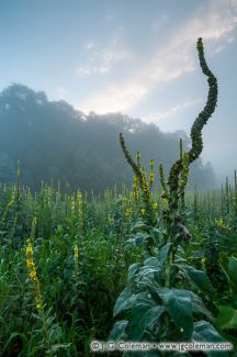 Meadow with Great Mullein, Central Connecticut