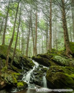 Hemlock Forest, Western Connecticut