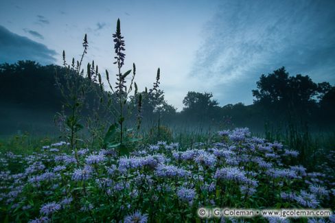 Wildflower Meadow, Western Connecticut