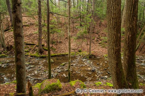 Spruce Brook, Naugatuck State Forest, Beacon Falls, Connecticut