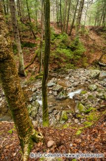 Spruce Brook, Naugatuck State Forest, Beacon Falls, Connecticut