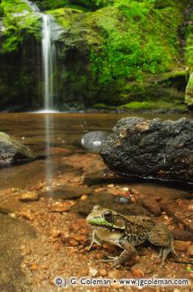 Nonnewaug Falls, Nonnewaug Falls Open Space, Woodbury, Connecticut