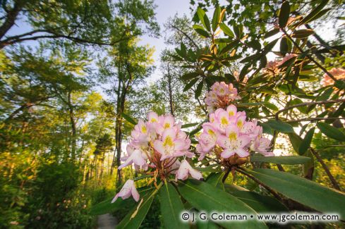 Rhododendron Sanctuary, Pachaug State Forest, Voluntown, Connecticut