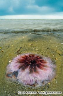 West Beach at Westbrook Harbor, Westbrook, Connecticut