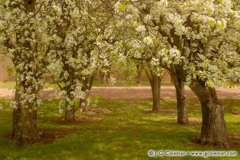 Wickham Park, Manchester, Connecticut, USA