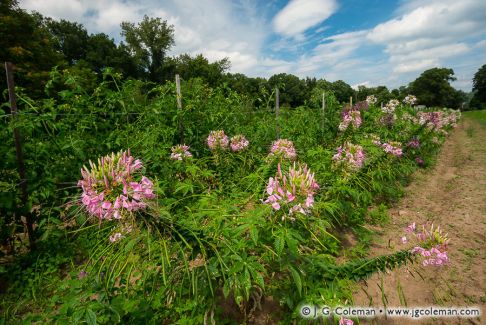 Simsbury, Connecticut