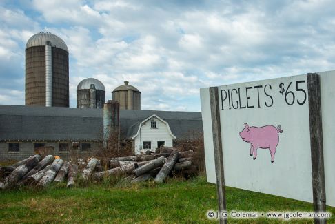 Sugar Ray's Piglet Farm, Litchfield, Connecticut