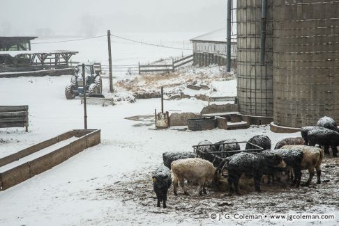Tulmeadow Farm, Simsbury, Connecticut